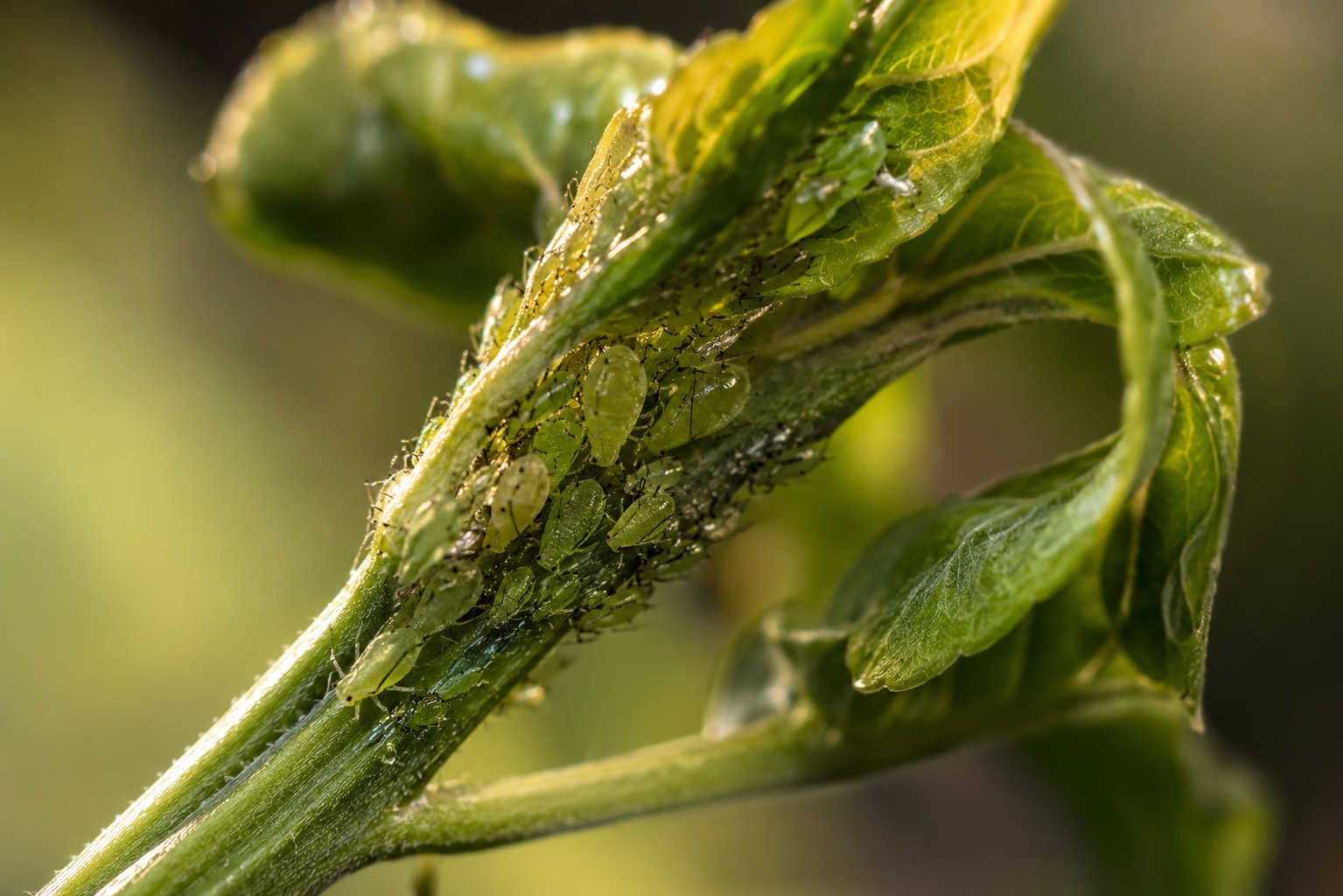 Aphids
