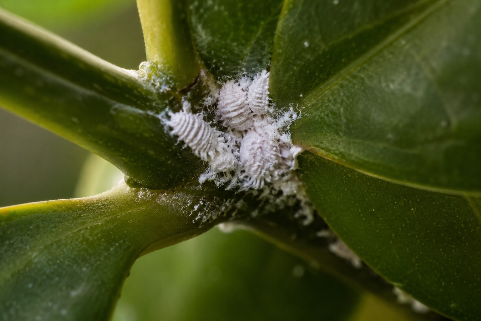 Mealybugs