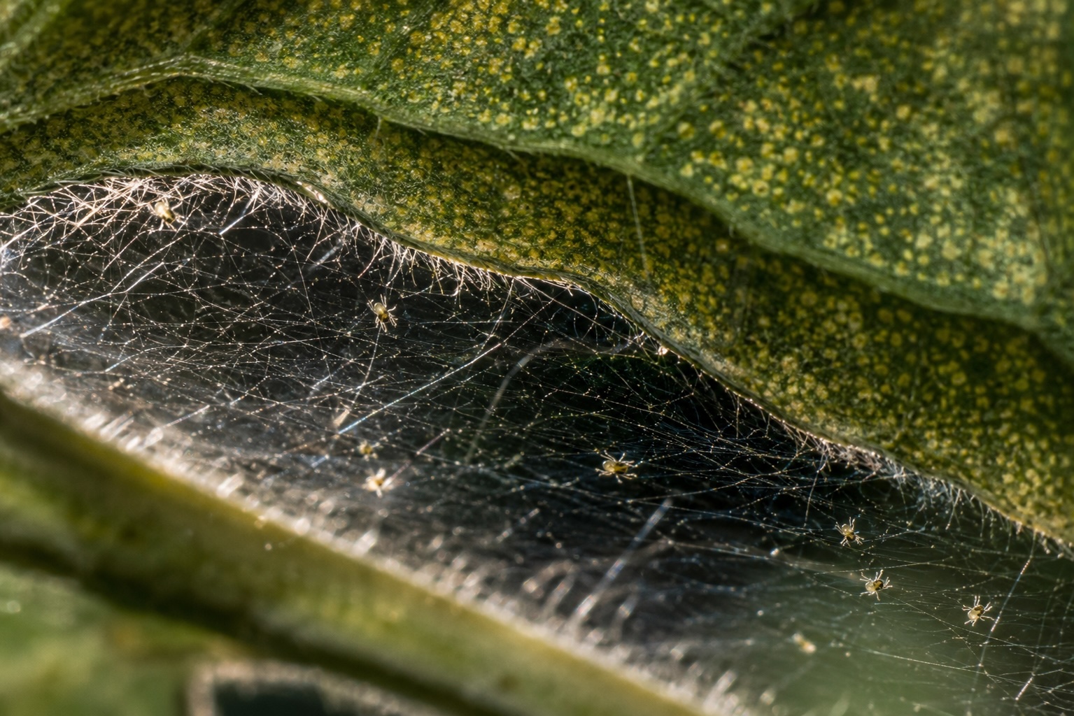 Spider Mites