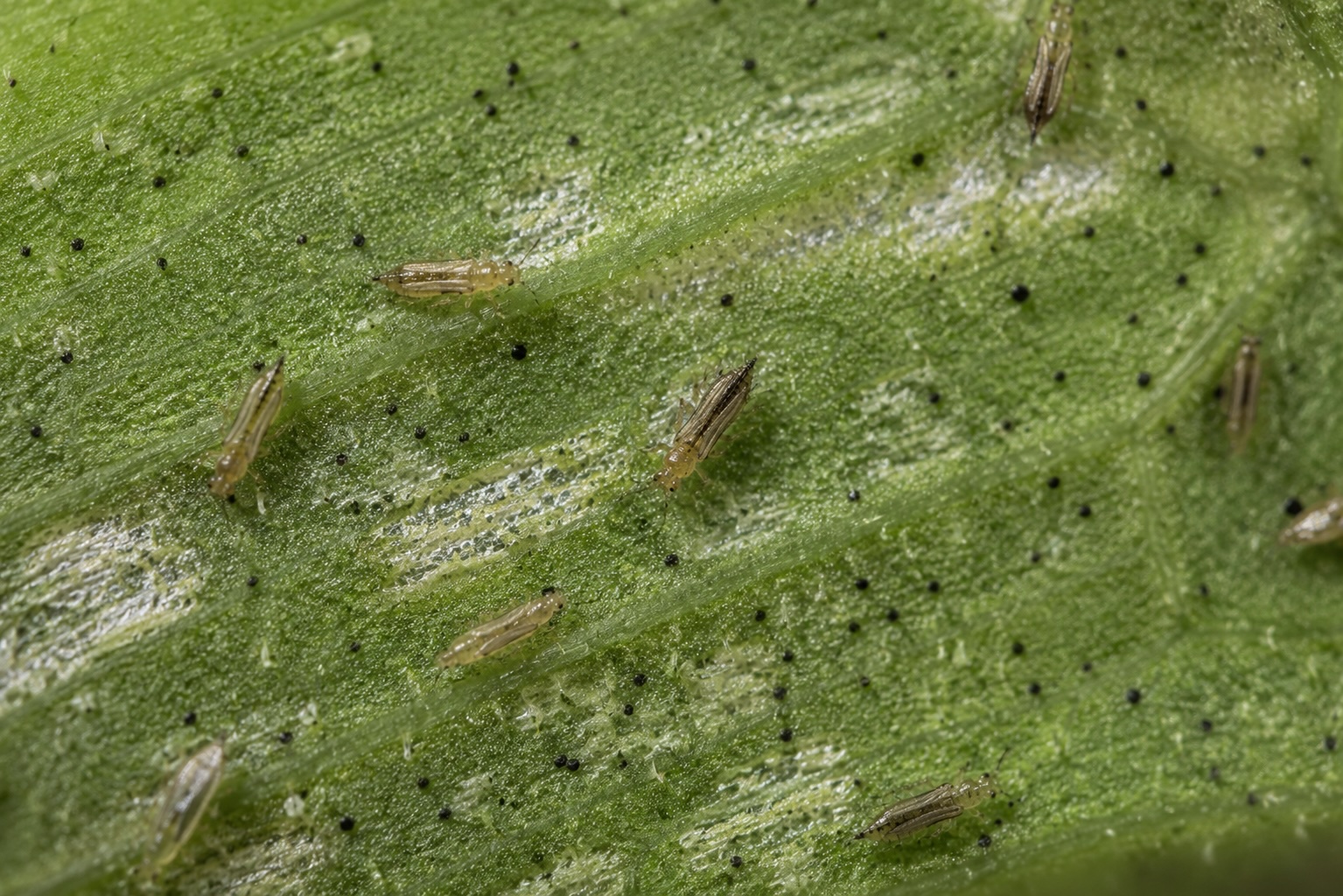 Thrips