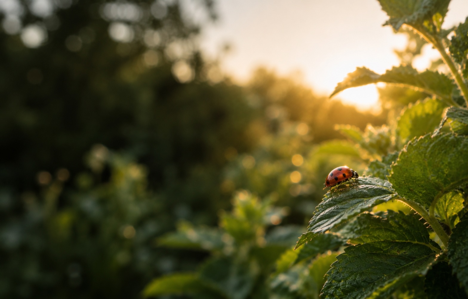 Live ladybug at first light on a dew-glazed leaf